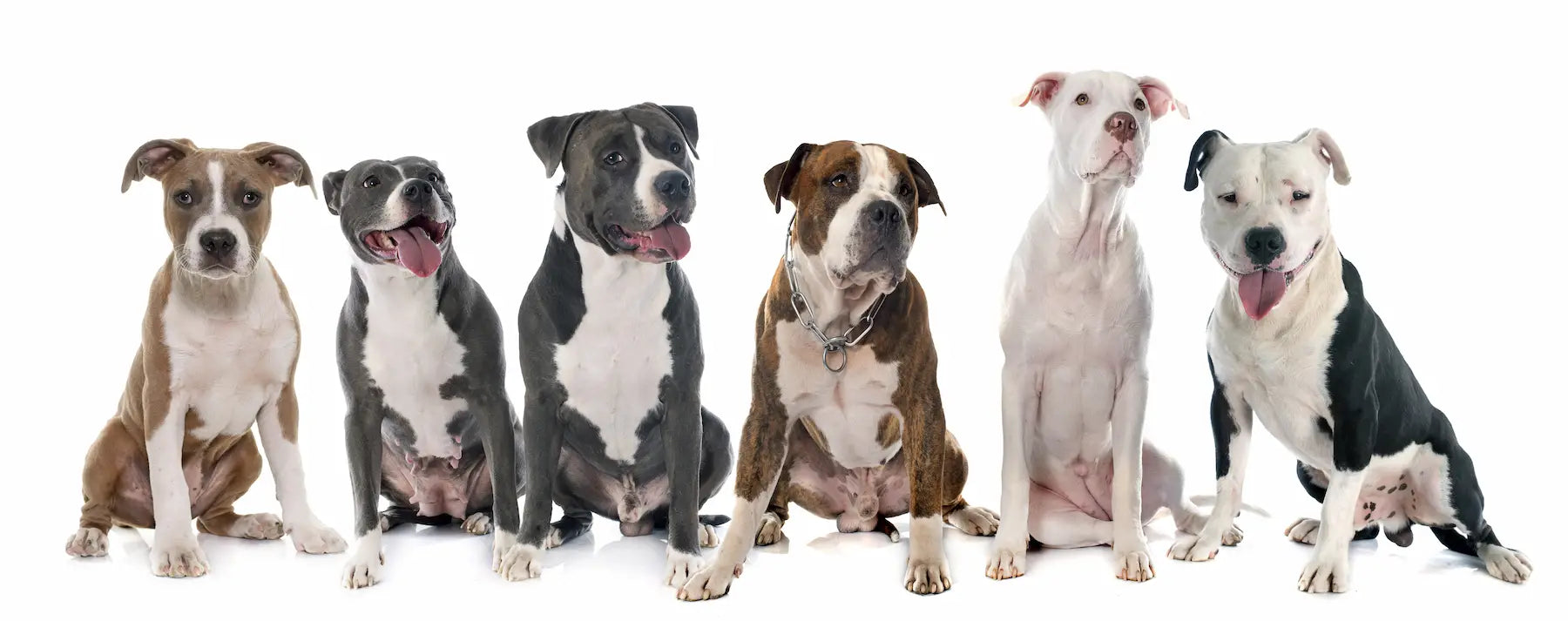 5 Types of Pit Bull Dog Breeds