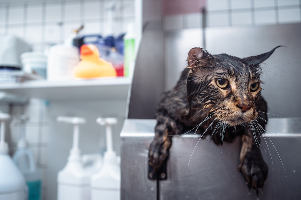Why Are Cats Afraid of Water? Exploring the Feline Hydrophobia