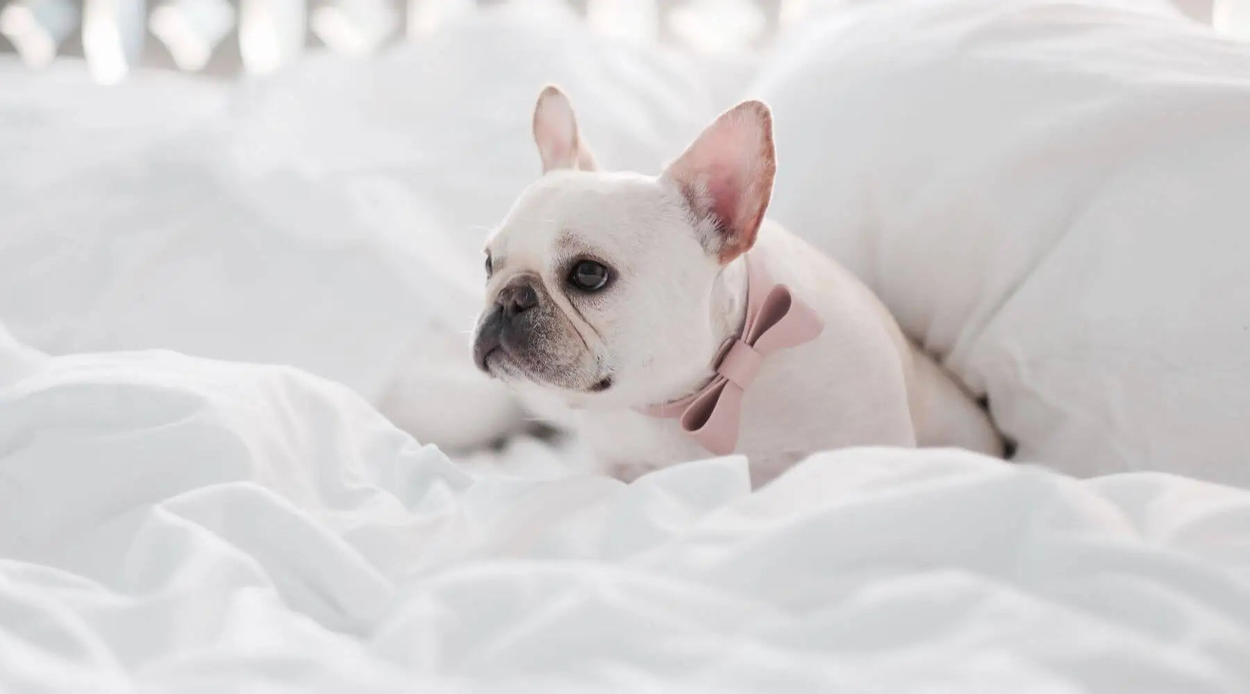 Solid white french deals bulldog