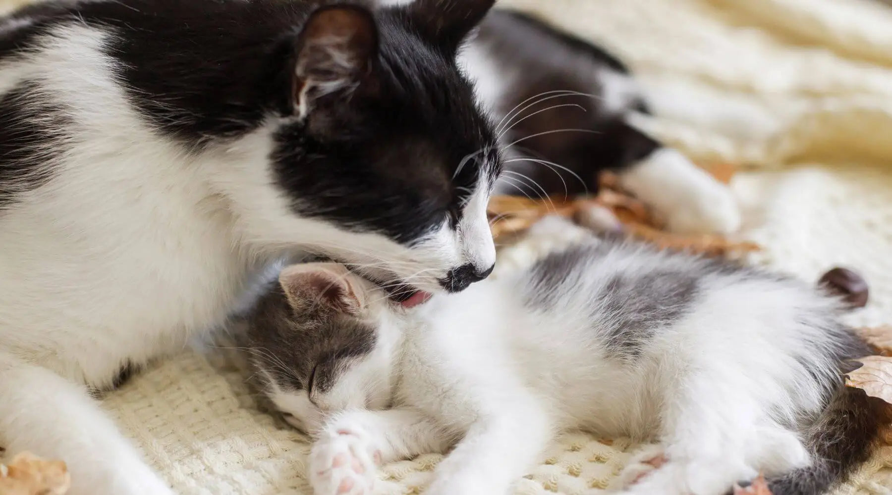 Why Do Cats Groom Each Other [ Learn The Meaning ]