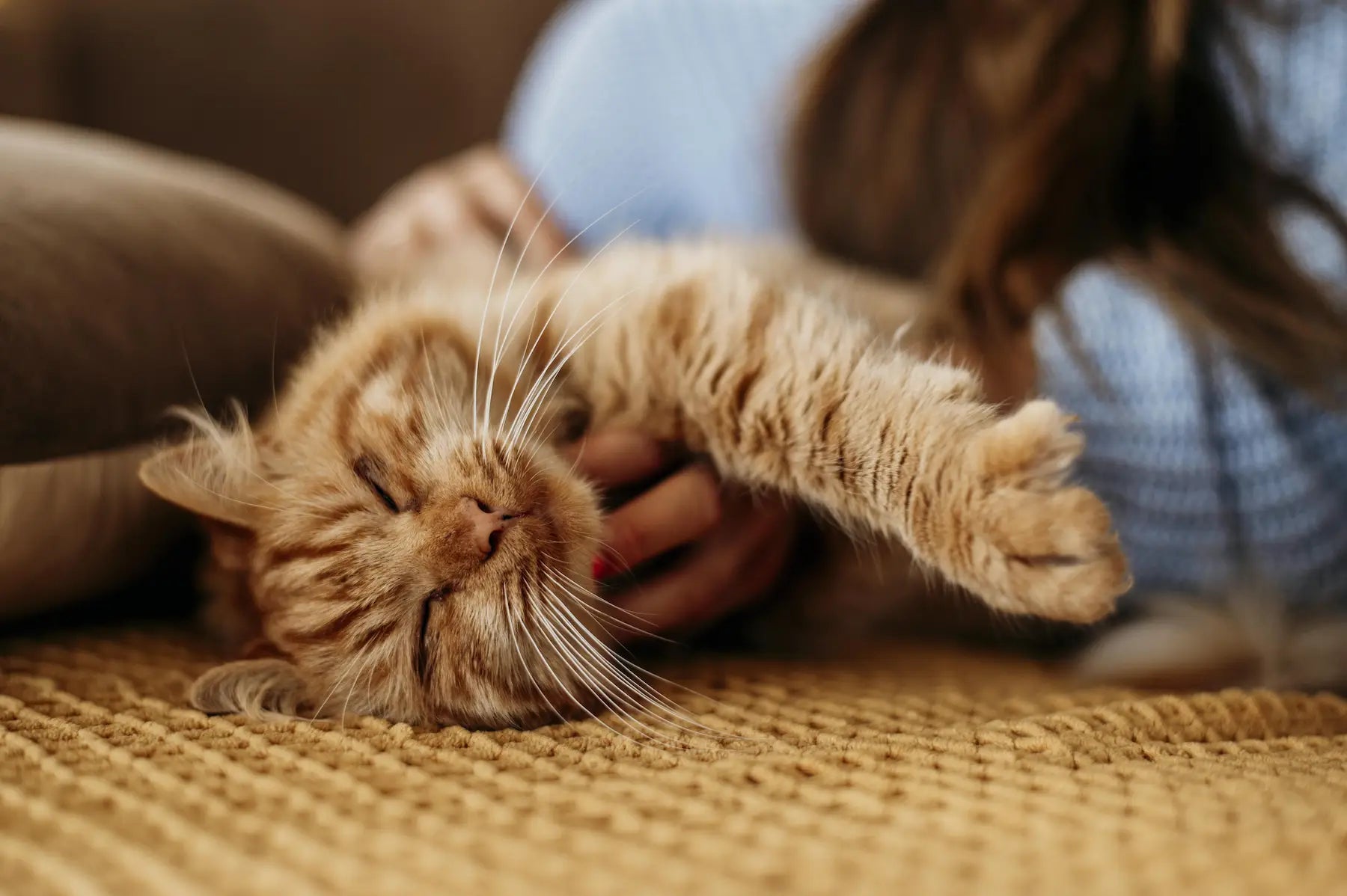 Beautiful view of Cat Purring When And Why