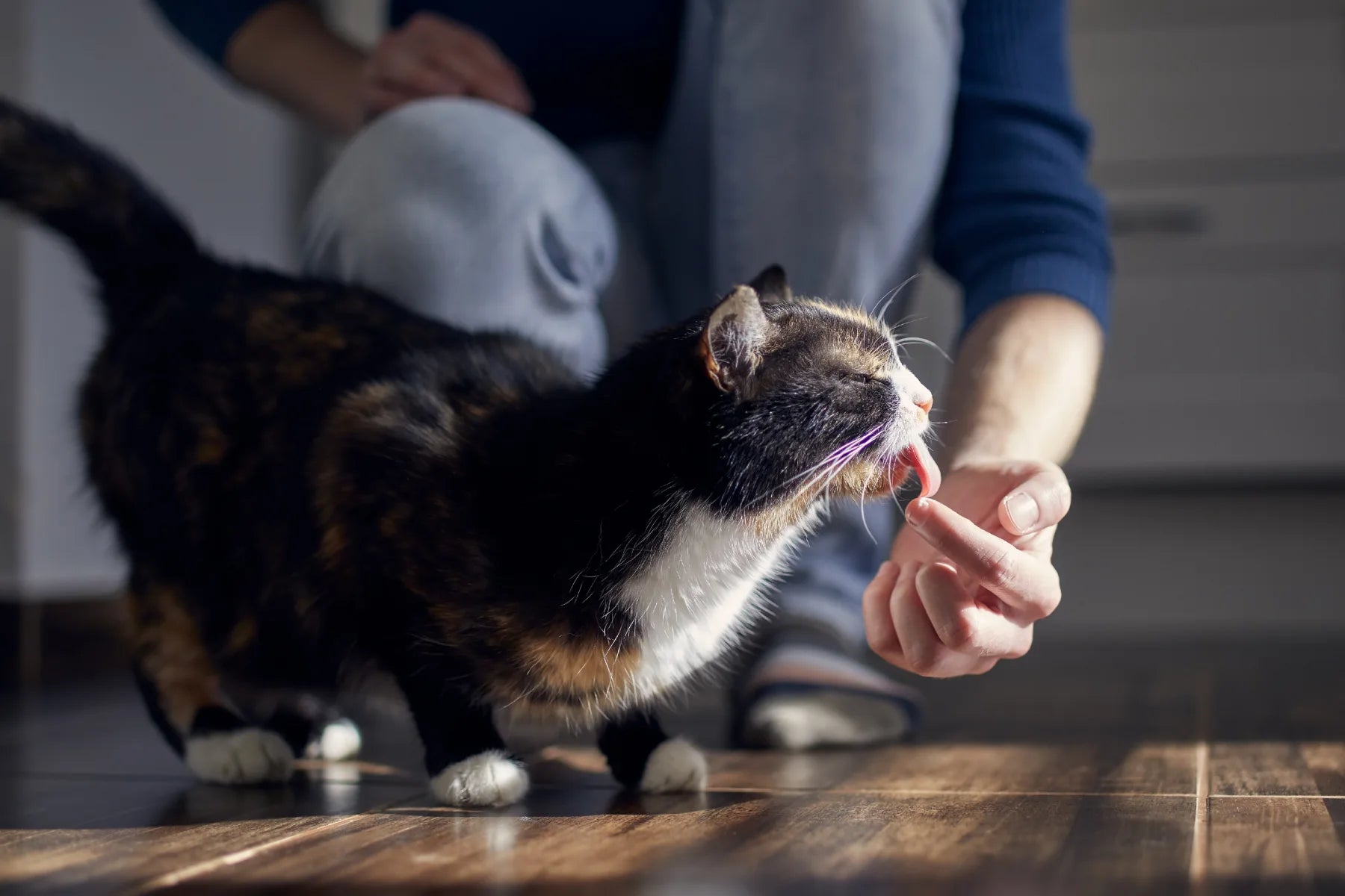 Cat licking top wood furniture