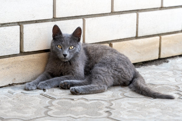 Young grey cat breed Russian Blue lies and relax on pavement near the house.