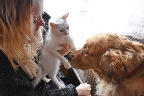 Young woman with cat and golden retriever