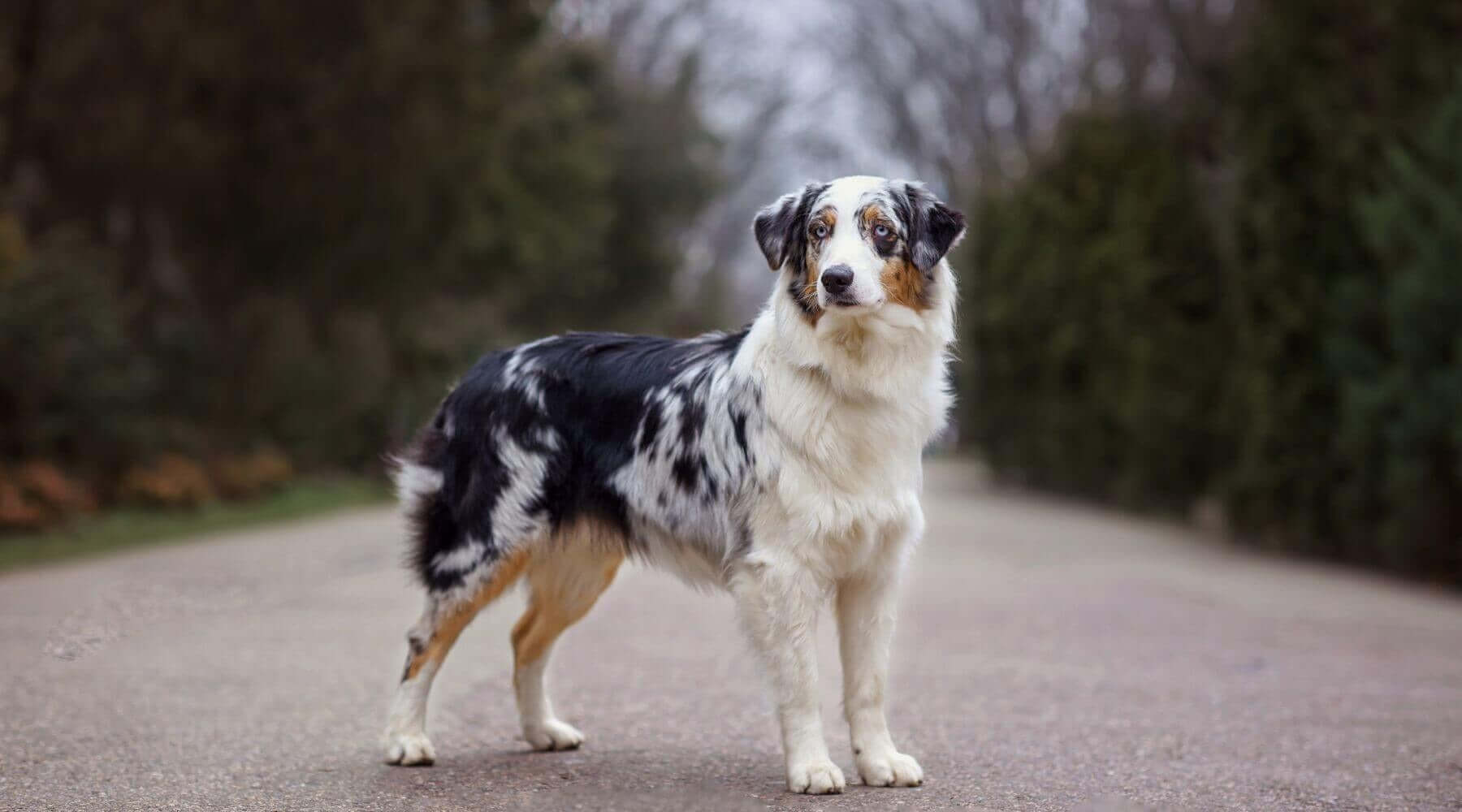 Blue Merle Australian Shepherd Rottweiler Mix