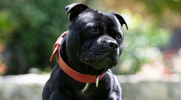 Black Pitbull; The Ultimate Care Guide Of This Breed