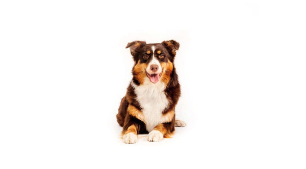 All About the Red tri color Australian Shepherd (A Full Guide)
