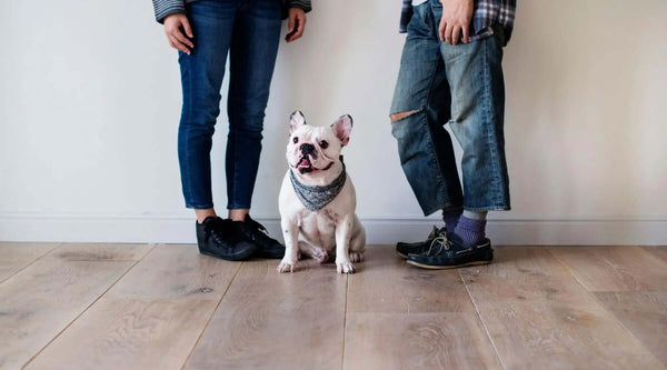 Black and White French Bulldog [Guide to Provide the Best Care]
