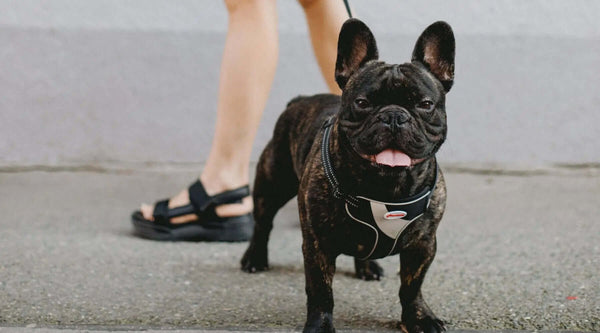 The Brindle French Bulldog: Health ,Care All You Need To Know