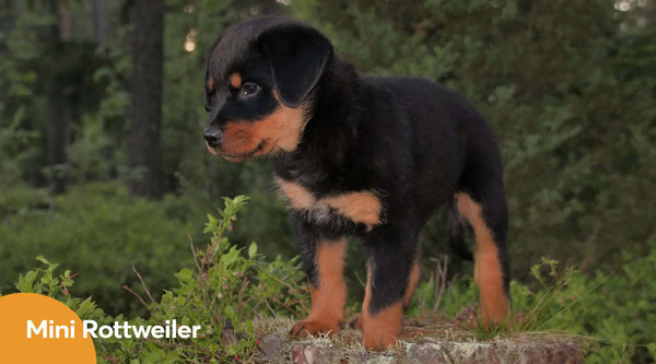 Mini Rottweiler: The Smalest Guard Dog ( A Complete Guide)