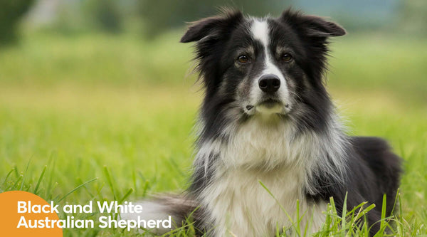 Black And White Australian Shepherd: Is This Dog Right For You?