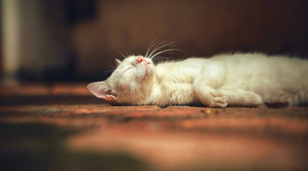 cute white cat is sleeping dreaming of a modern cat condo