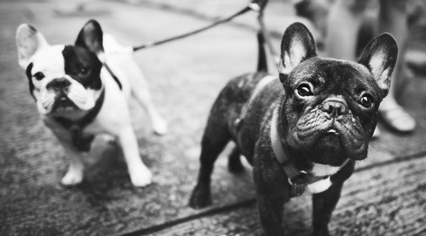 French Bulldog Traits and Care