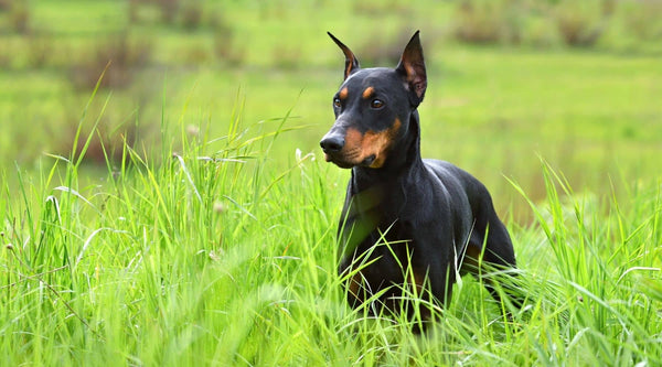 black doberman pinscher is playing in the field