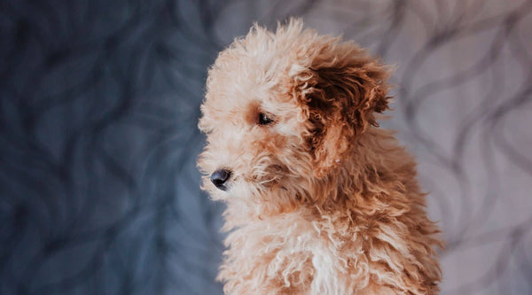 brown toy poodle dog stares at his owner