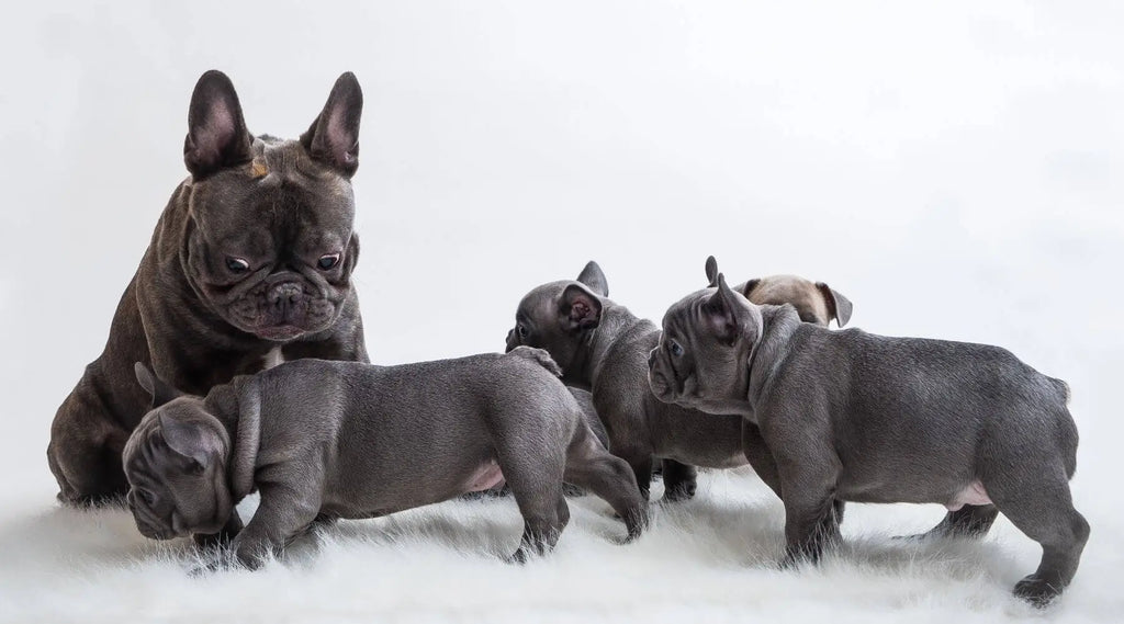 Blue clearance coat frenchies