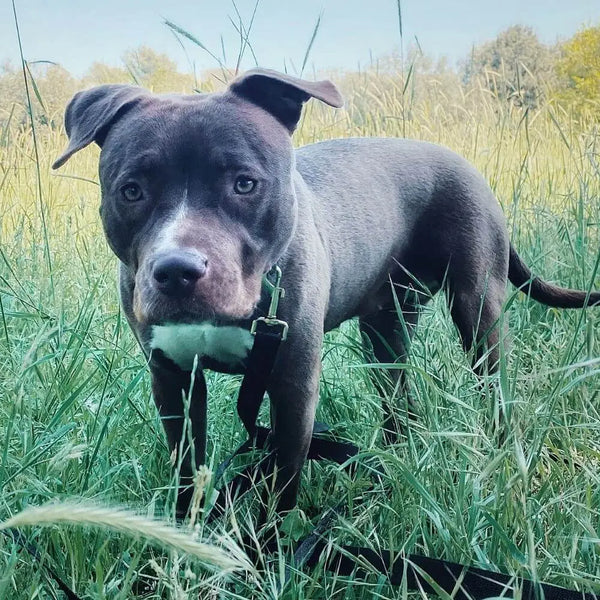 Bluenose puppy hot sale