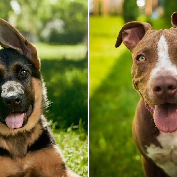 German 2024 shepherd pitbull