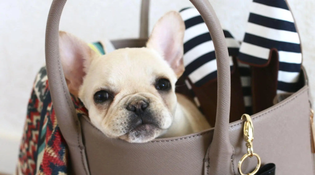 World's smallest best sale french bulldog