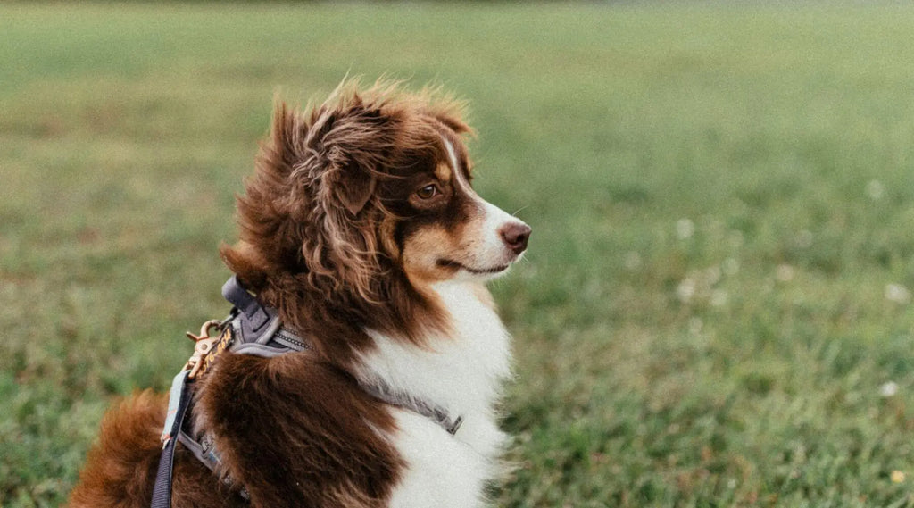Red bicolor top australian shepherd
