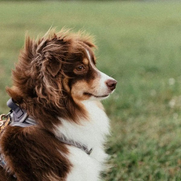 Australian shepherd red best sale