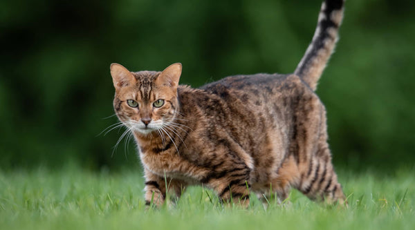  a gorgeous bengal cat has great physical features is in the garden