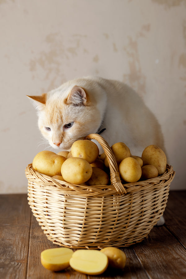 A beautiful fat white cat sniffs a wicker basket of potatoes. Brown wooden table, beige background.