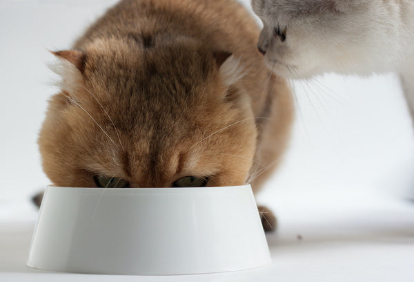 Feline Feast: Can Cats Eat Pork Safely?