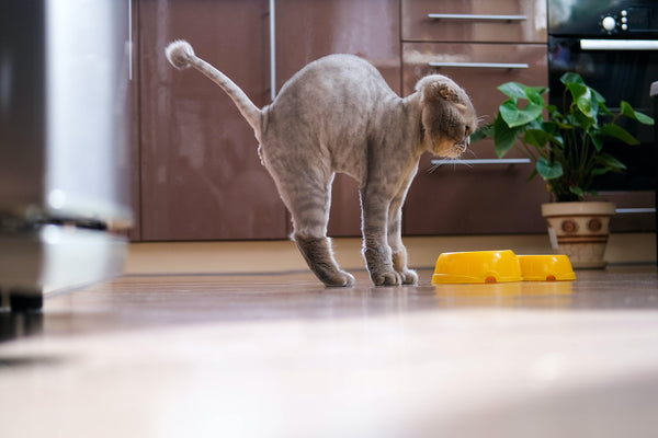 A beautiful trimmed cat arched its back near the food in the kitchen.