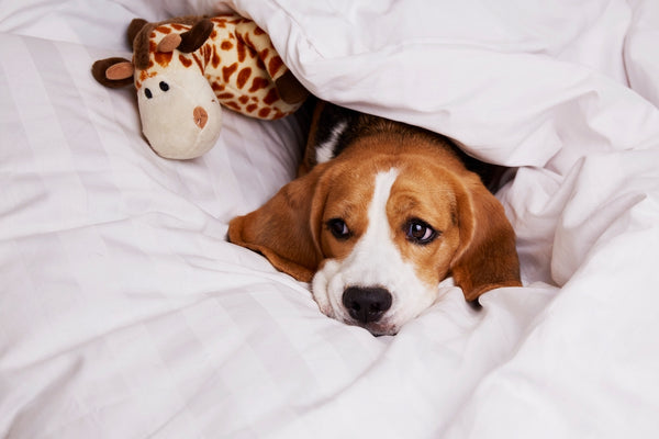 A cute little beagle is lying in bed.