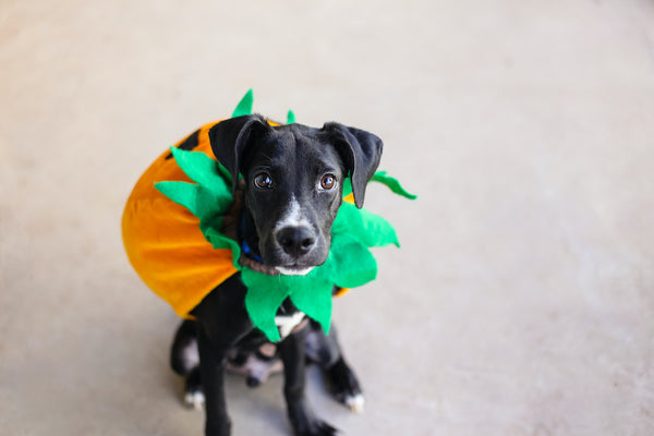 A dog is dressed as a pumpkin for Halloween