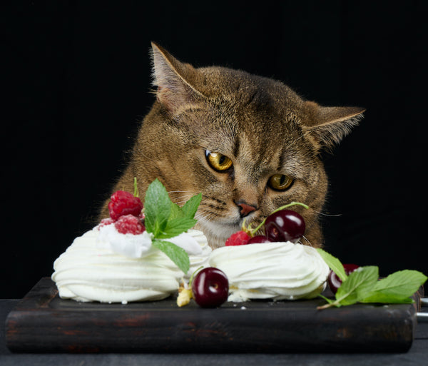 A funny gray cat sits at a black table with a Pavlova dessert.