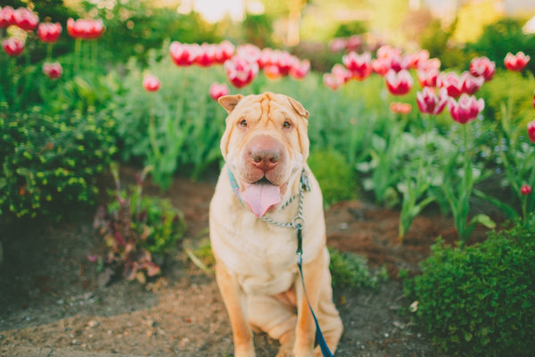 A happy shar pei dog sitting outside in the Spring, in front of a bed of tulips.