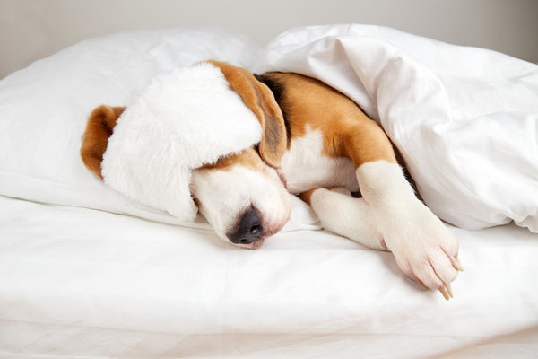 A masked beagle dog sleeps on a bed under a blanket.