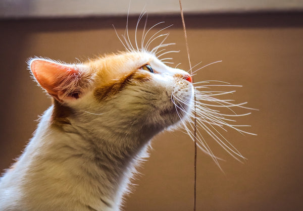 A portrait of a ginger white cat with long whiskers