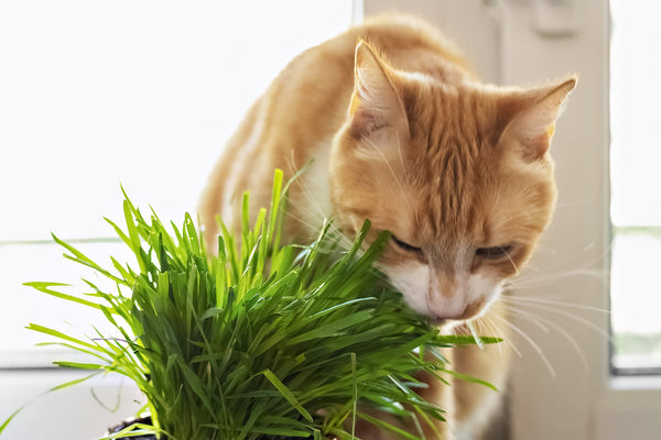 A red cat eats green grass 