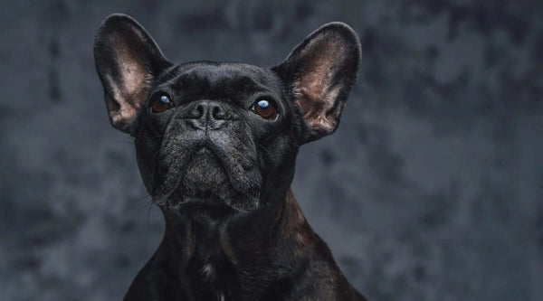 Black French Bulldog: All The Information You Need About Them