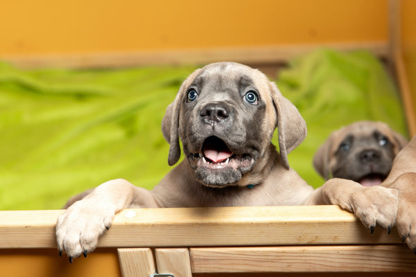 Adorable Cane Corso puppy
