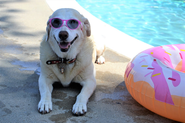Adorable golden Labrador dog at the swimming pool wearing sunglasses