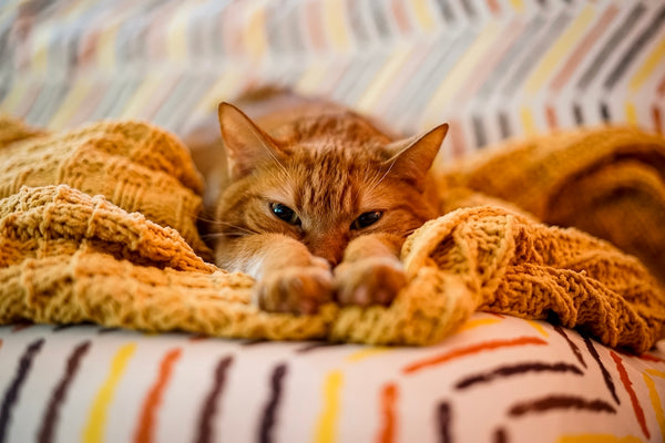 An orange tabby cat stretching on a yellow blanket, blurred background depth of field
