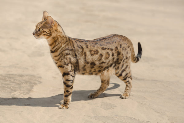 Savannah Cat in the Desert