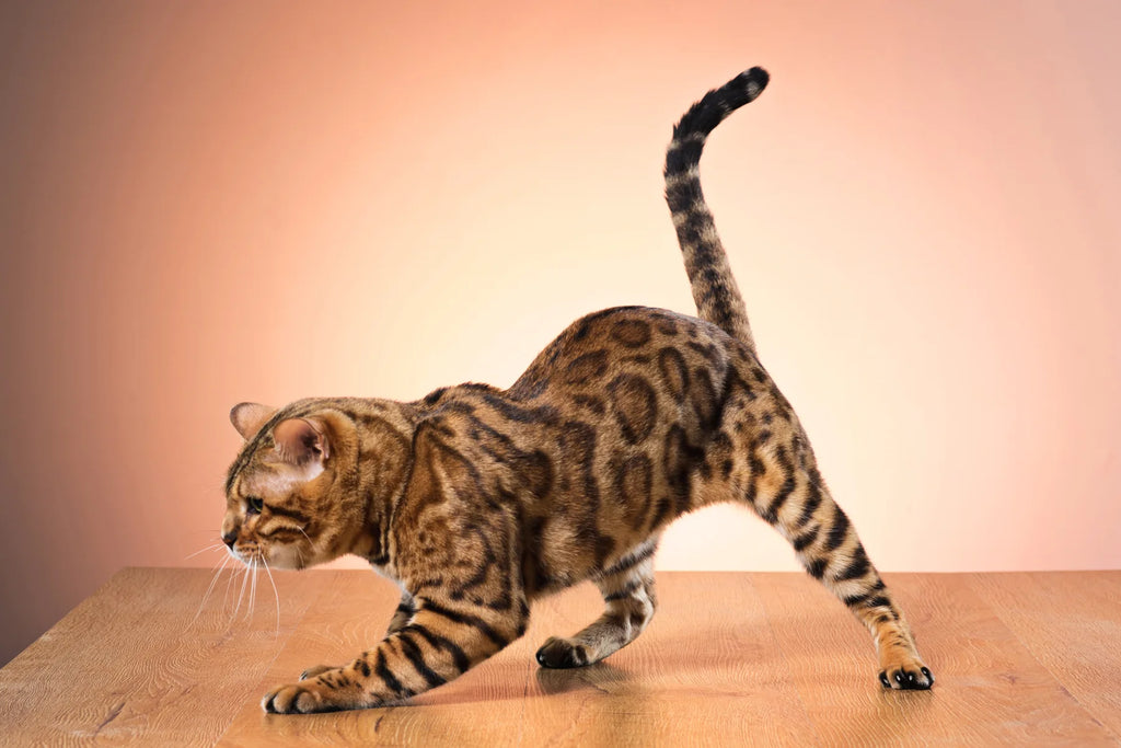 When do bengal cats go into heat hotsell