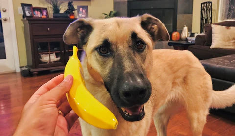 Dog talking on the banana phone to the dog across the street asking if he wants to go on