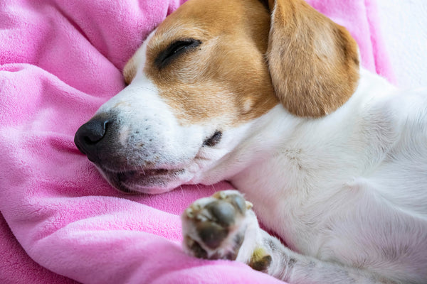 Beagle dog taking a nap on sofa on pink baby blanket