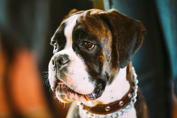 The Mighty Fusion: Exploring the Boxer Mastiff Mix Breed