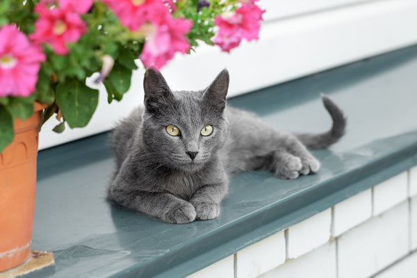 Beautiful young grey cat breed Russian Blue lies on a metal canopy at home.