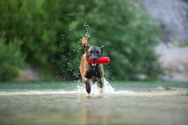 Belgian malinois shepherd dog running in the water with a toy