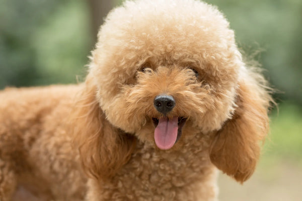 What Is A Bichapoo?How To Deal With Bichapoos? Let's Learn