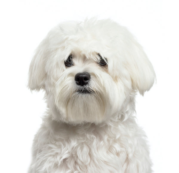 Bichon Frise in front of white background