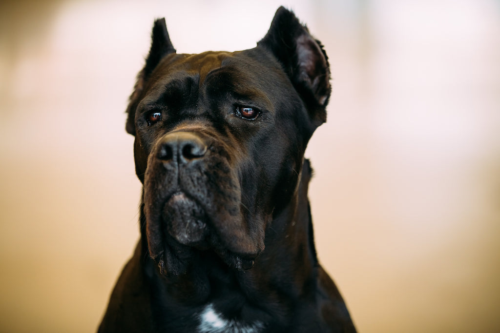 Boxer Cane Corso Mix: The Ultimate Guardian and Playmate